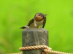 Barn Swallow / Hirundo rustica