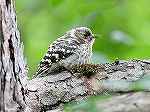 Japanese Pygmy Woodpecker / Dendrocopos kizuki 