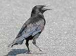 Carrion Crow / Corvus corone