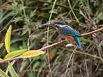 Common Kingfisher / Alcedo atthis