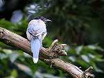 Azure-winged Magpie / Cyanopica cyana