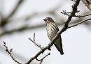 Grey-spotted Flycatcher / Muscicapa griseisticta 