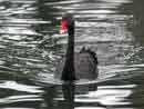 Black Swan / Cygnus atratus 