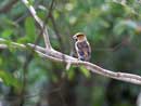 Hawfinch / Coccothraustes Coccothraustes
