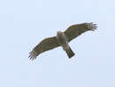 Peregrine Falcon / Falco peregrinus