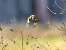 Oriental Greenfinch / Carduelis sinica