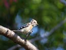 Japanese Pygmy Woodpecker / Dendrocopos kizuki 