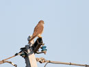Eurasian Kestrel / Falco tinnunculus
