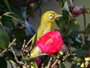 Japanese White-eye / Zosterops japonicus