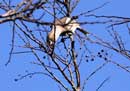 Hawfinch / Coccothraustes coccothraustes 
