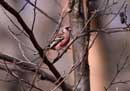 Long-tailed Rosefinch / Uragus sibiricus