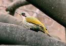 Japanese Green Woodpecker / Picus awokera
