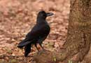 Jungle Crow / Corvus macrorhynchos 
