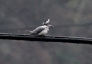 Greater Pied Kingfisher / Ceryle lugubris