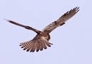 Eurasian Kestrel / Falco tinnunculus