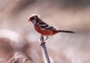 Long-tailed Rosefinch / Uragus sibiricus 