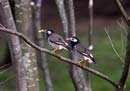 Grey Starling / Sturnus cineraceus