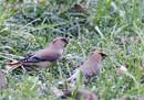 Japanese Waxwing / Bombycilla japonica