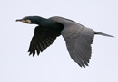Common Cormorant / Phalacrocorax carbo