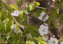 Dusky Warbler / Phylloscopus fuscatus