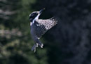 Greater Pied Kingfisher / Ceryle lugubris