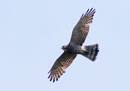 Grey-faced Buzzard Eagle / Butastur indicus