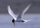 Little Tern / Sterna albifrons 