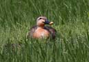 Spot-billed Duck / Anas poecilorhyncha
