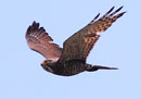 Grey-faced Buzzard Eagle / Butastur indicus