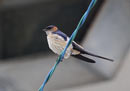 Red-rumped Swallow / Hirundo daurica