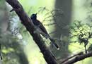Black Paradise Flycatcher / Terpsiphone atrocaudata 