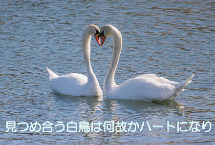 コブハクチョウ