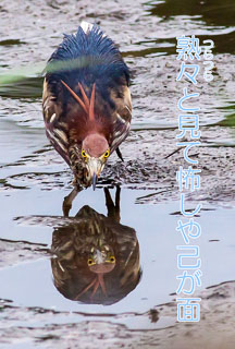 アカガシラサギ