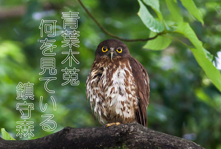 アオバズク