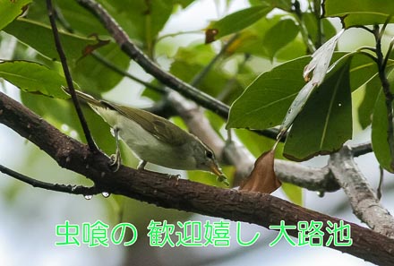 イイジマムシクイ