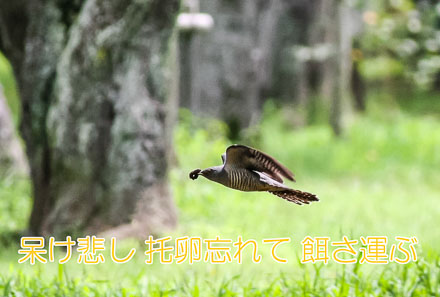 カッコウ