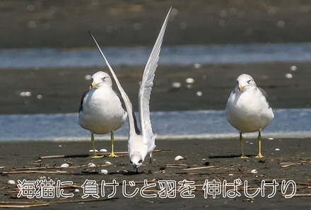 ハシブトアジサシ