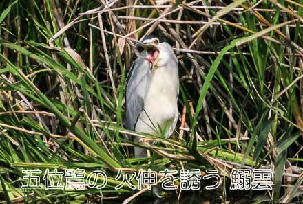 ゴイサギ