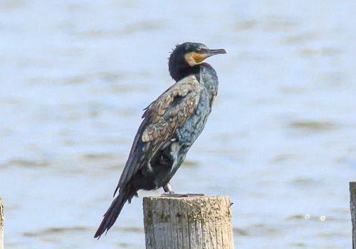 EOS7D+70-200x2.0