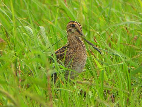 ジシギ2005/8/22手賀沼東E4300+ED82+30XWFN