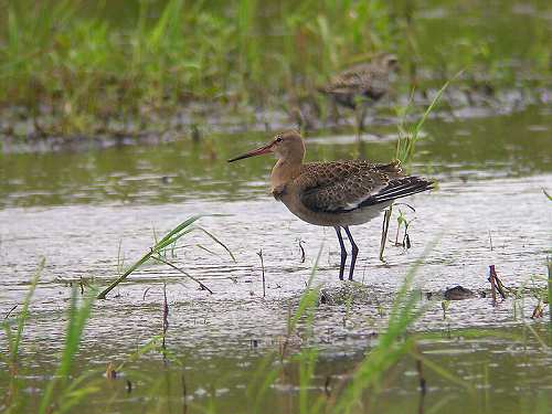 オグロシギ2005/8/22手賀沼東E4300+ED82+30XWFN