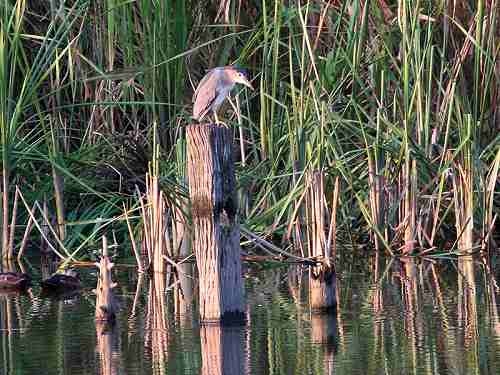 ゴイサギ2005/8/27ヒドリ橋/EOS20D+100-400USM