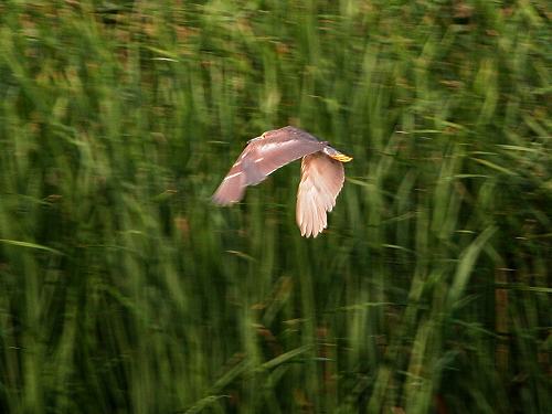 ゴイサギ2005/8/27ヒドリ橋/EOS20D+100-400USM