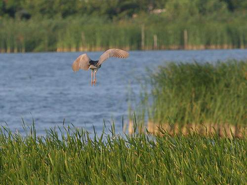 ゴイサギ2005/8/27ヒドリ橋/EOS20D+100-400USM