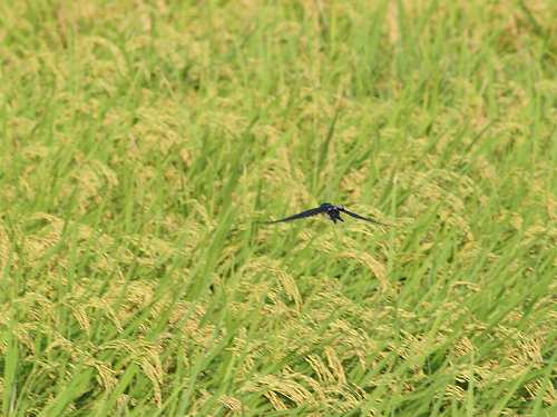 �c�o��2005/8/27���V�c/EOS20D+100-400USM