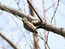 Japanese Pygmy Woodpecker / Emberiza maldivarum  