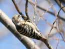 Japanese Pygmy Woodpecker / Dendrocopos kizuki  