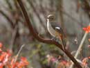 Daurian Redstart / Phoenicurus auroreus