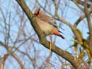 Japanese Waxwing / Bombycilla japonica