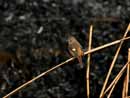 Daurian Redstart / Phoenicurus auroreus  